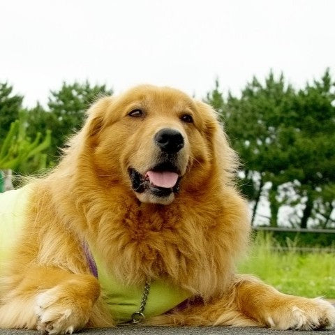 甘酒を犬に与えても良い?ケース別や効果やレシピも解説