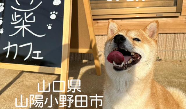 新一福荘(豆柴カフェ&豆柴専門店)(山口県)